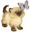 kitbutterfly.gif