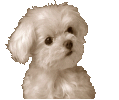 lil-dog.gif